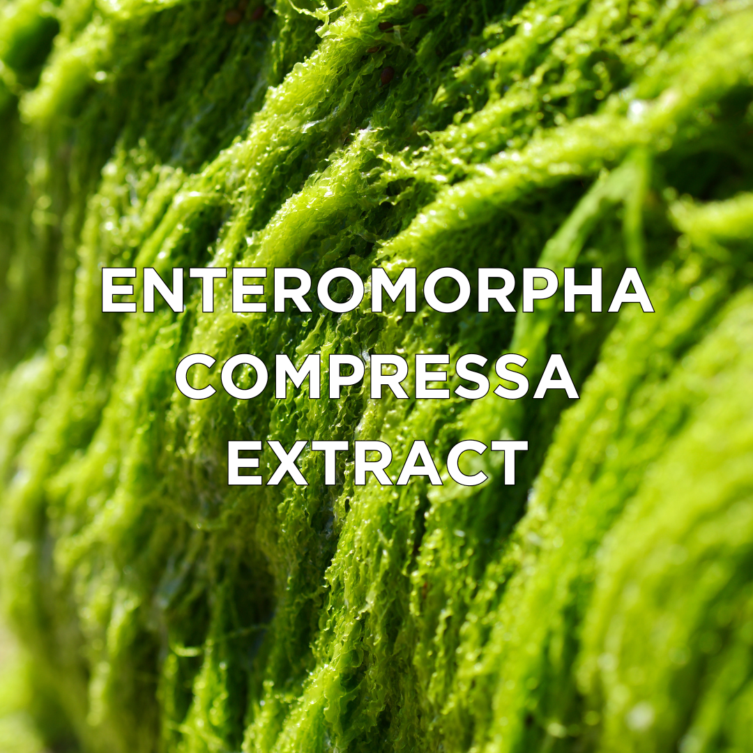Enteromorpha Compressa Extract