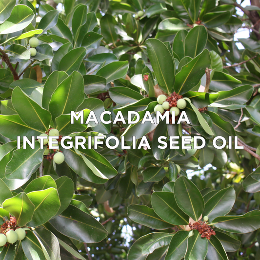Macadamia Integrifolia Seed Oil