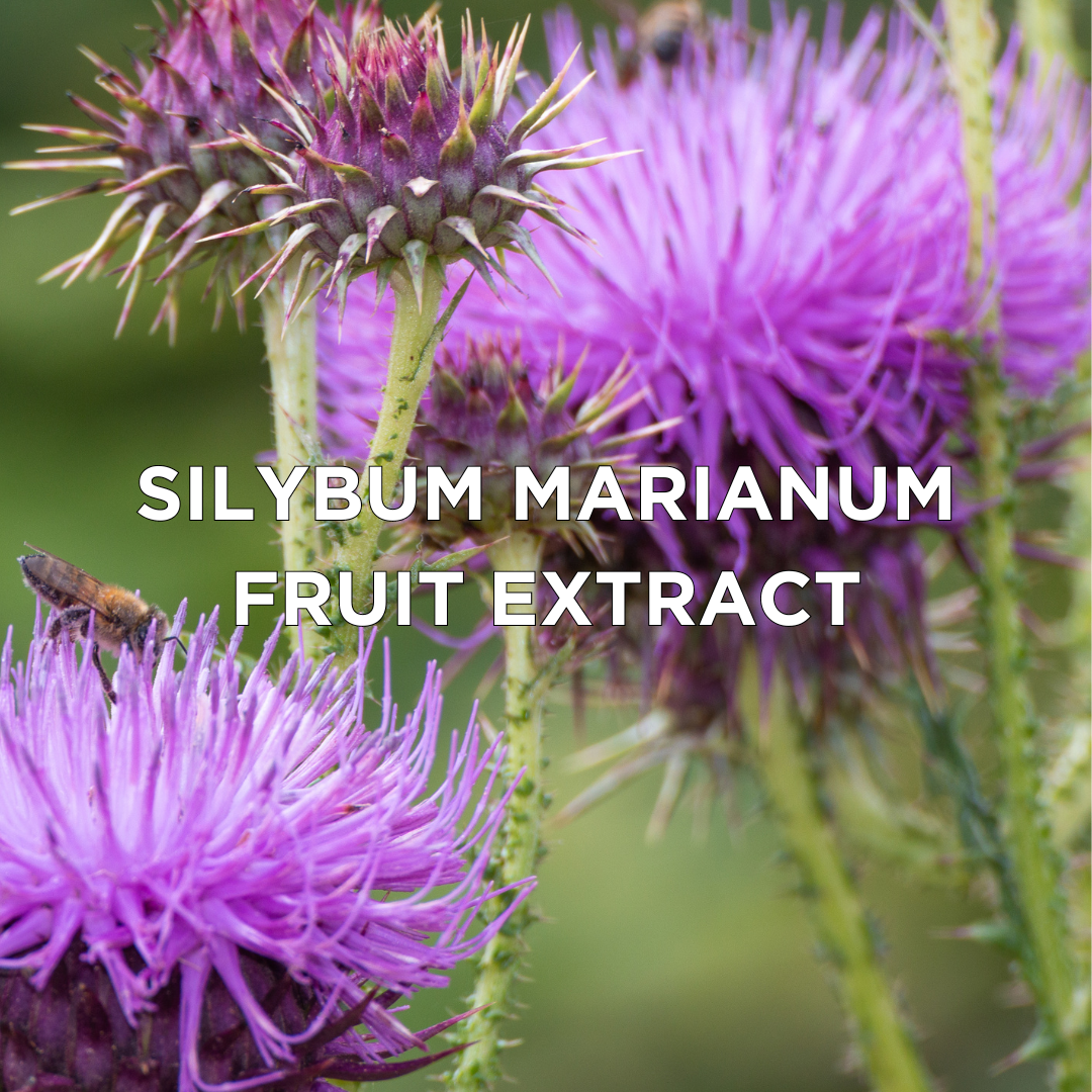 Silybum Marianum Fruit Extract