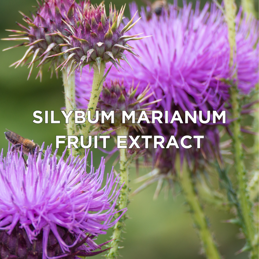 Silybum Marianum Fruit Extract